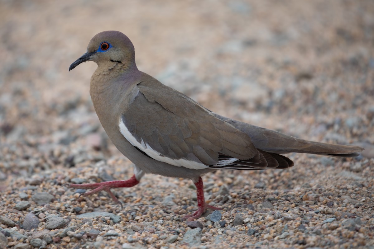 White-winged Dove - ML620510880