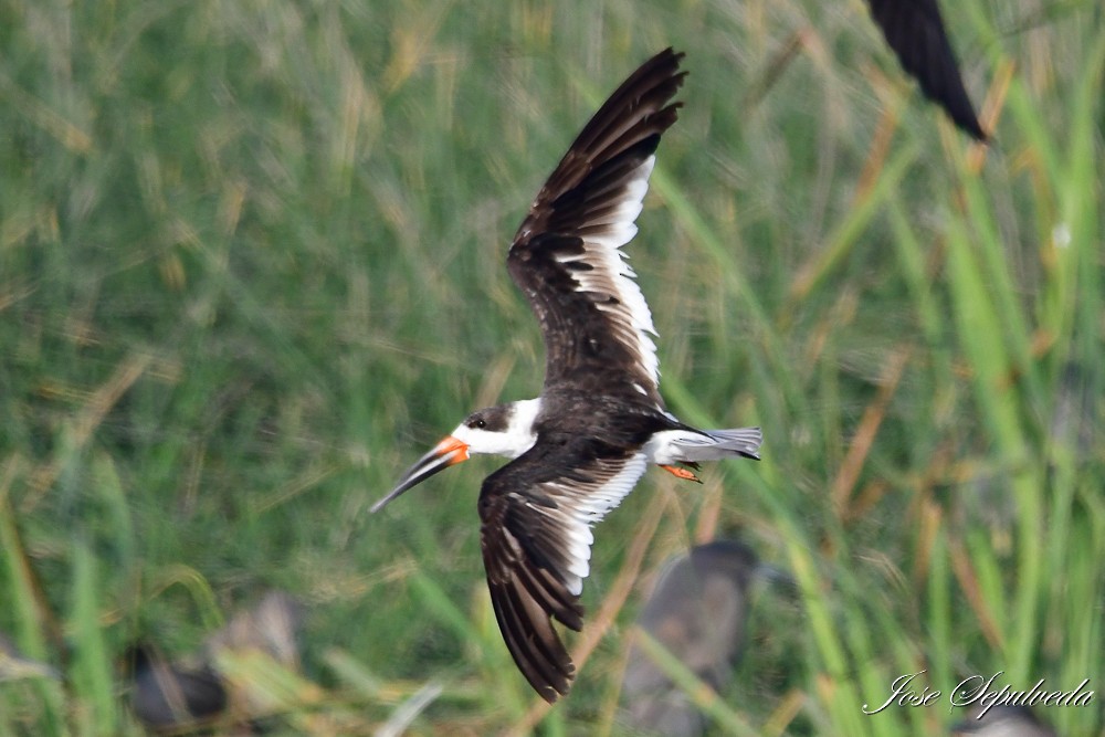 Black Skimmer (intercedens) - ML620510881