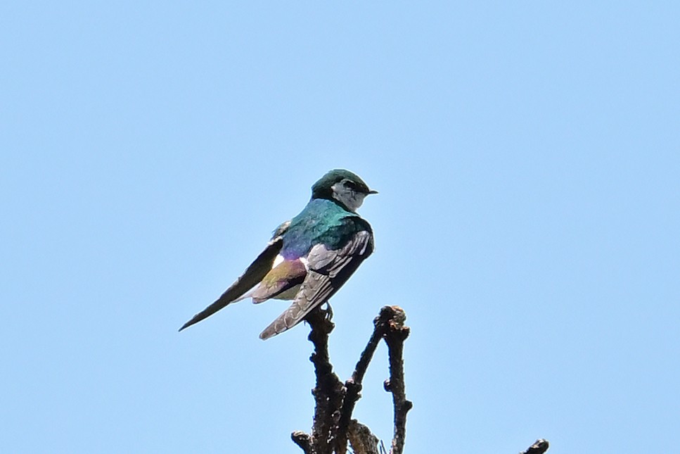 Violet-green Swallow - ML620510885