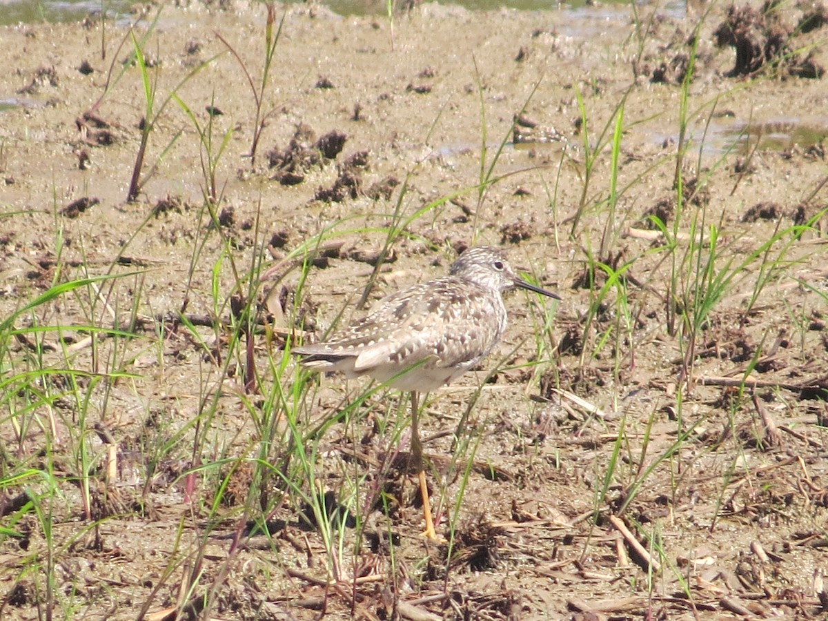 Lesser Yellowlegs - ML620510888