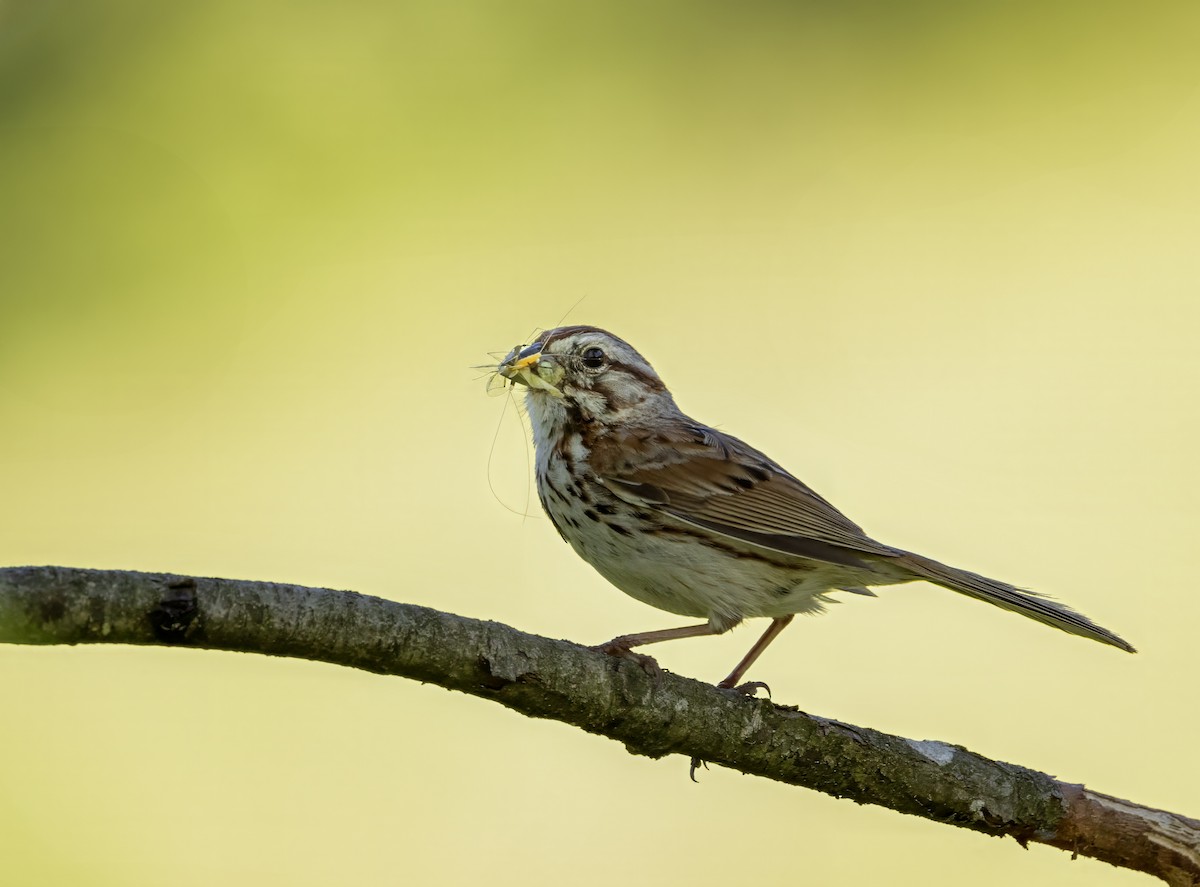 Song Sparrow - ML620510898