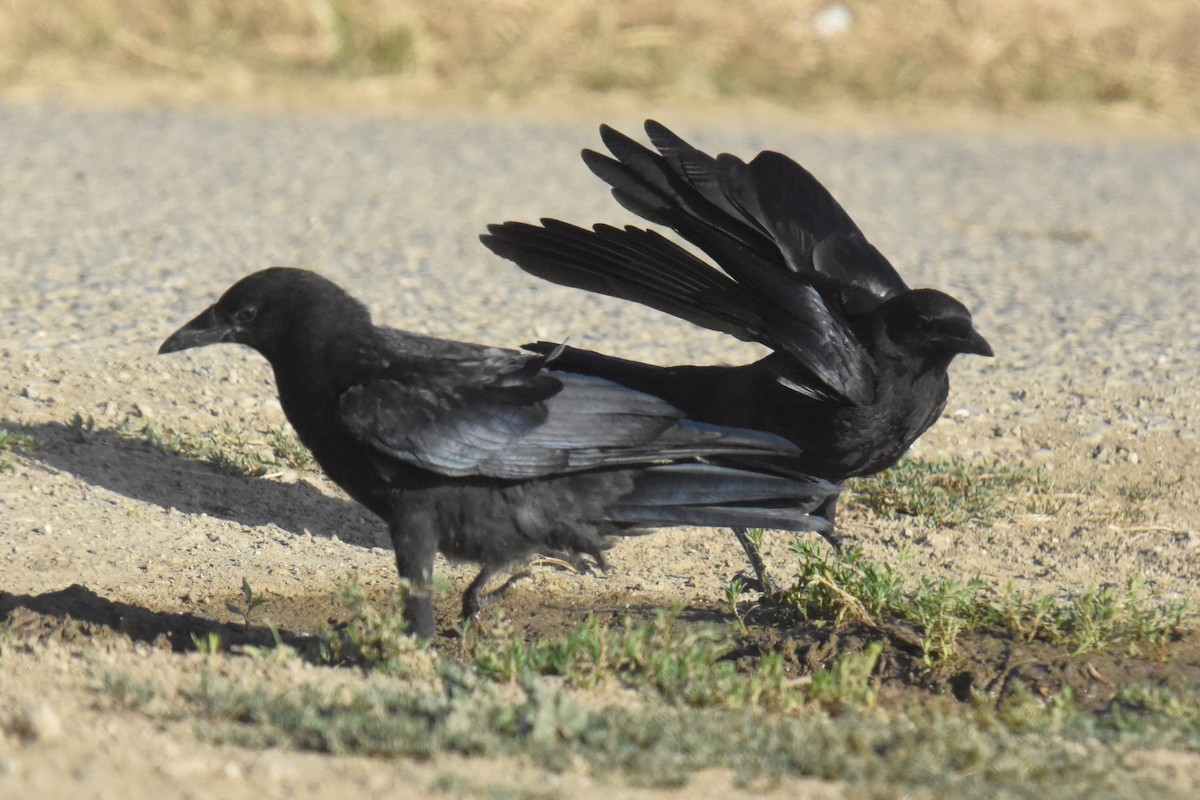 American Crow - ML620510901