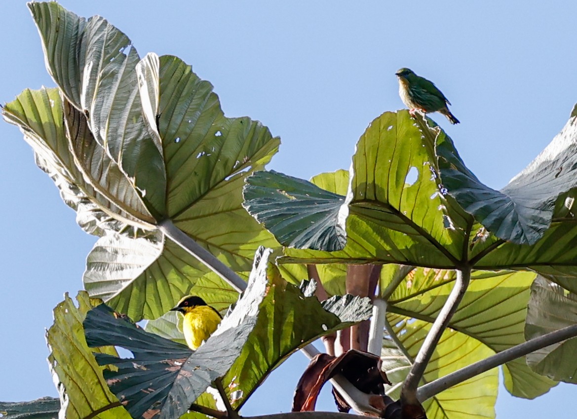 Yellow-bellied Dacnis - ML620510909