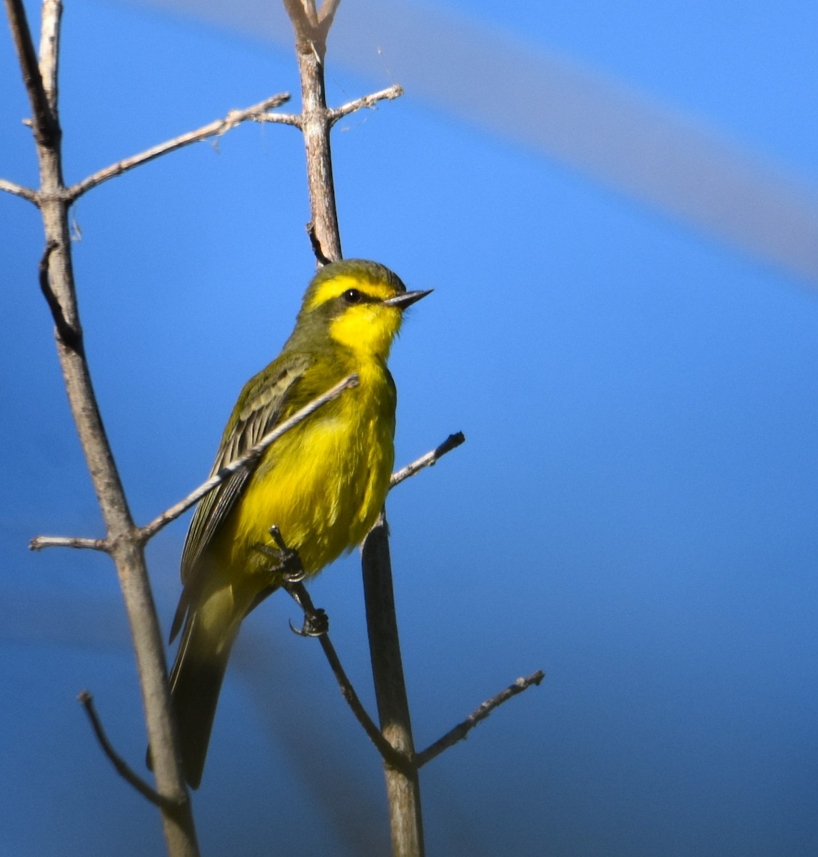 Yellow-browed Tyrant - ML620510914