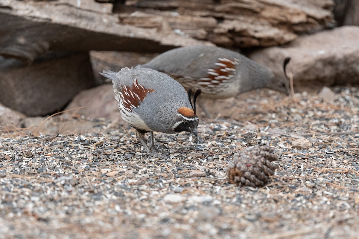 Gambel's Quail - Suzy Deese