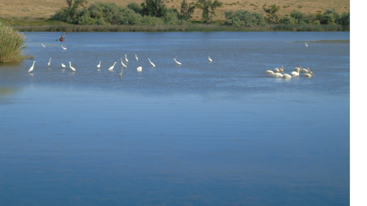 Great Egret - ML620510921