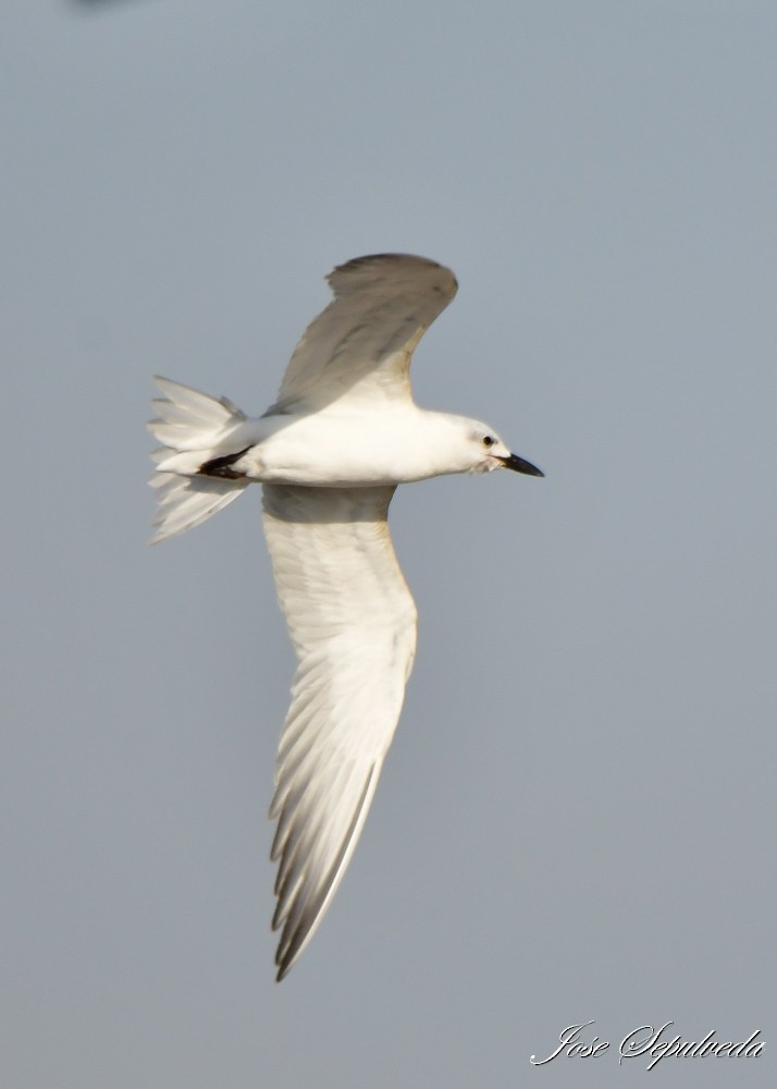 Gull-billed Tern - ML620510922