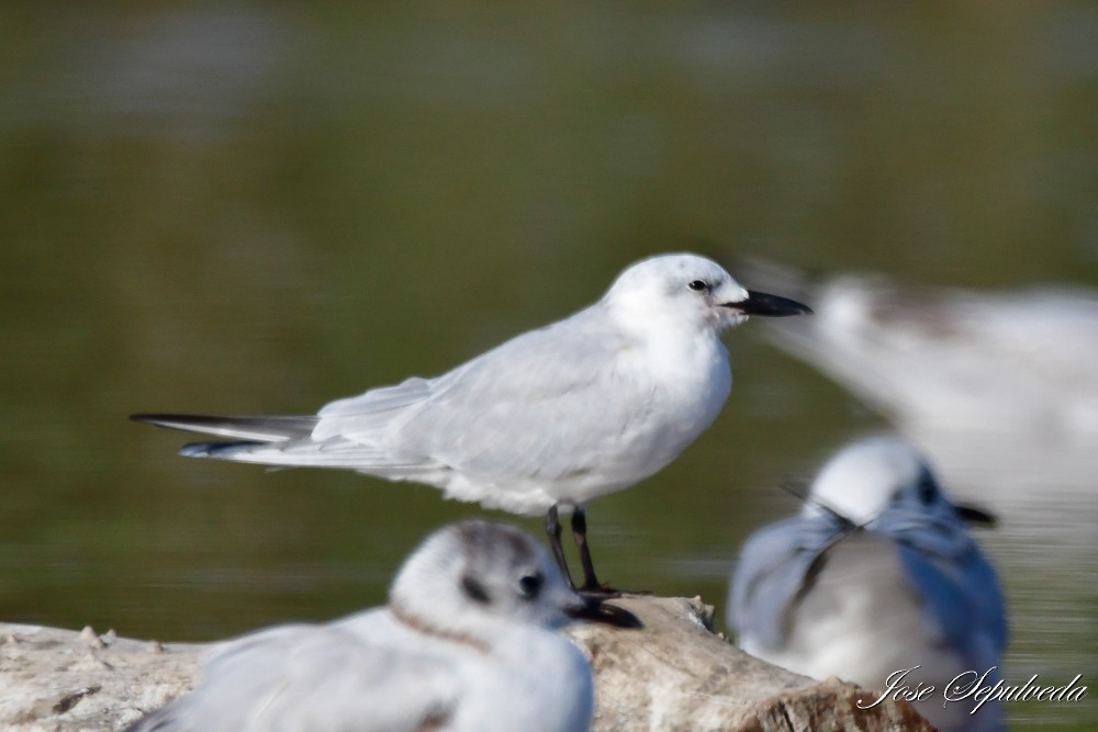 Gull-billed Tern - ML620510923