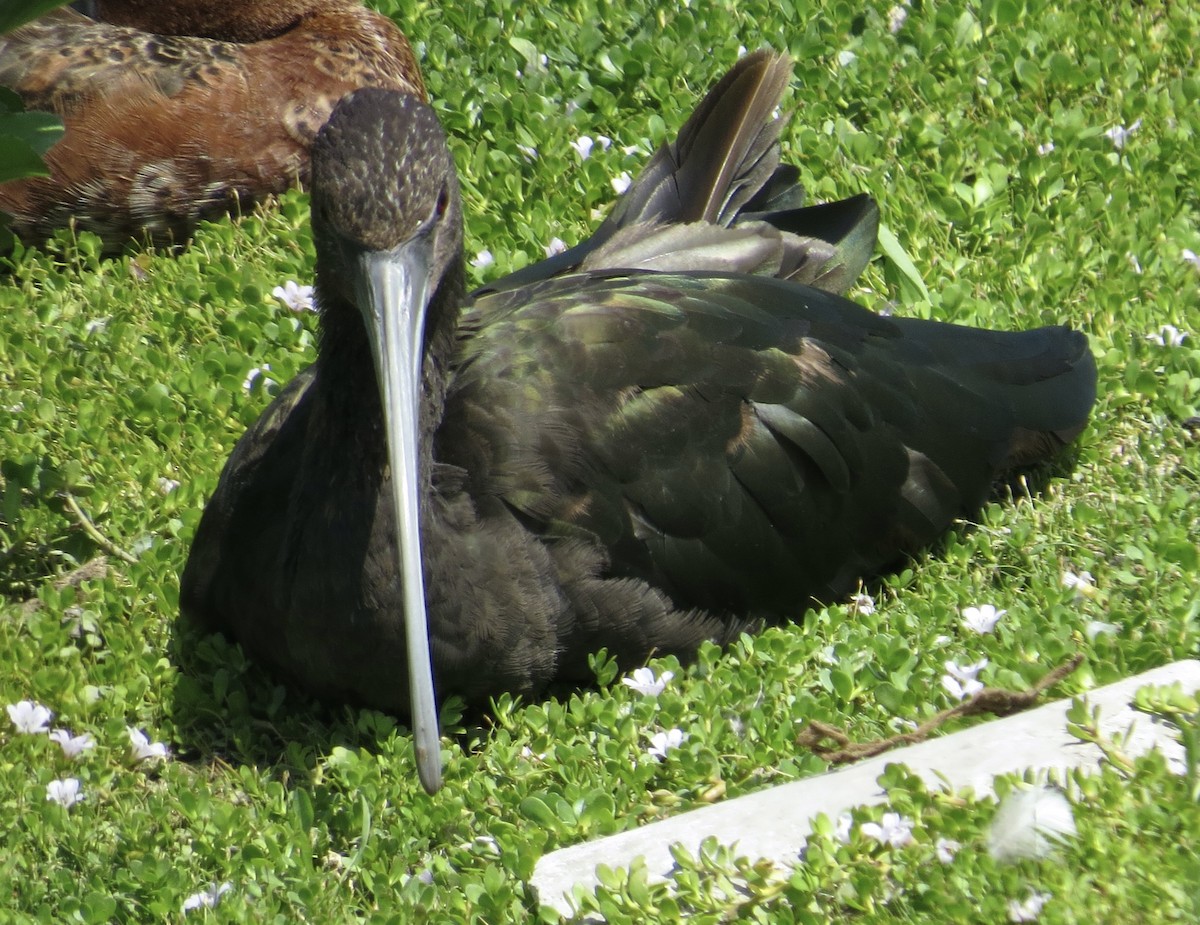 Ibis à face blanche - ML620510924