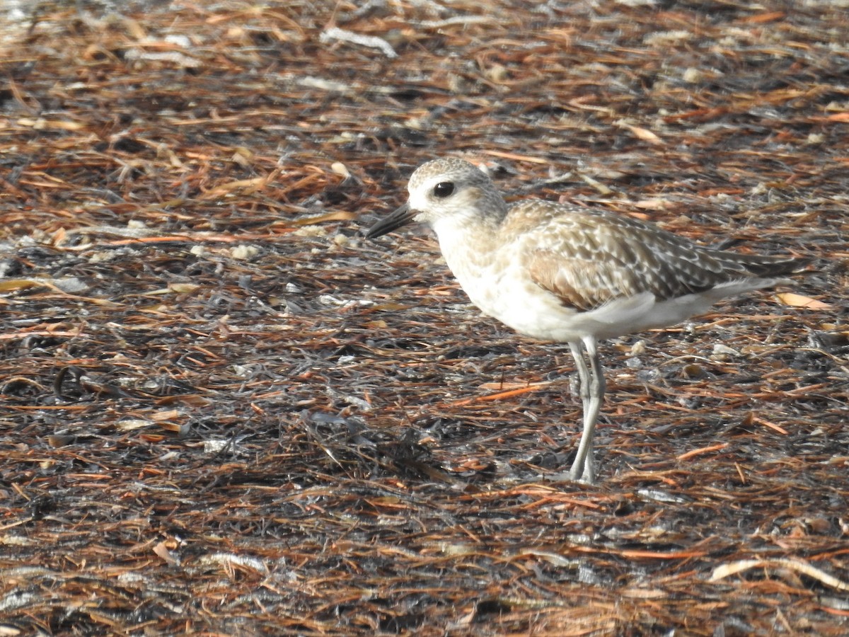 Black-bellied Plover - ML620510926