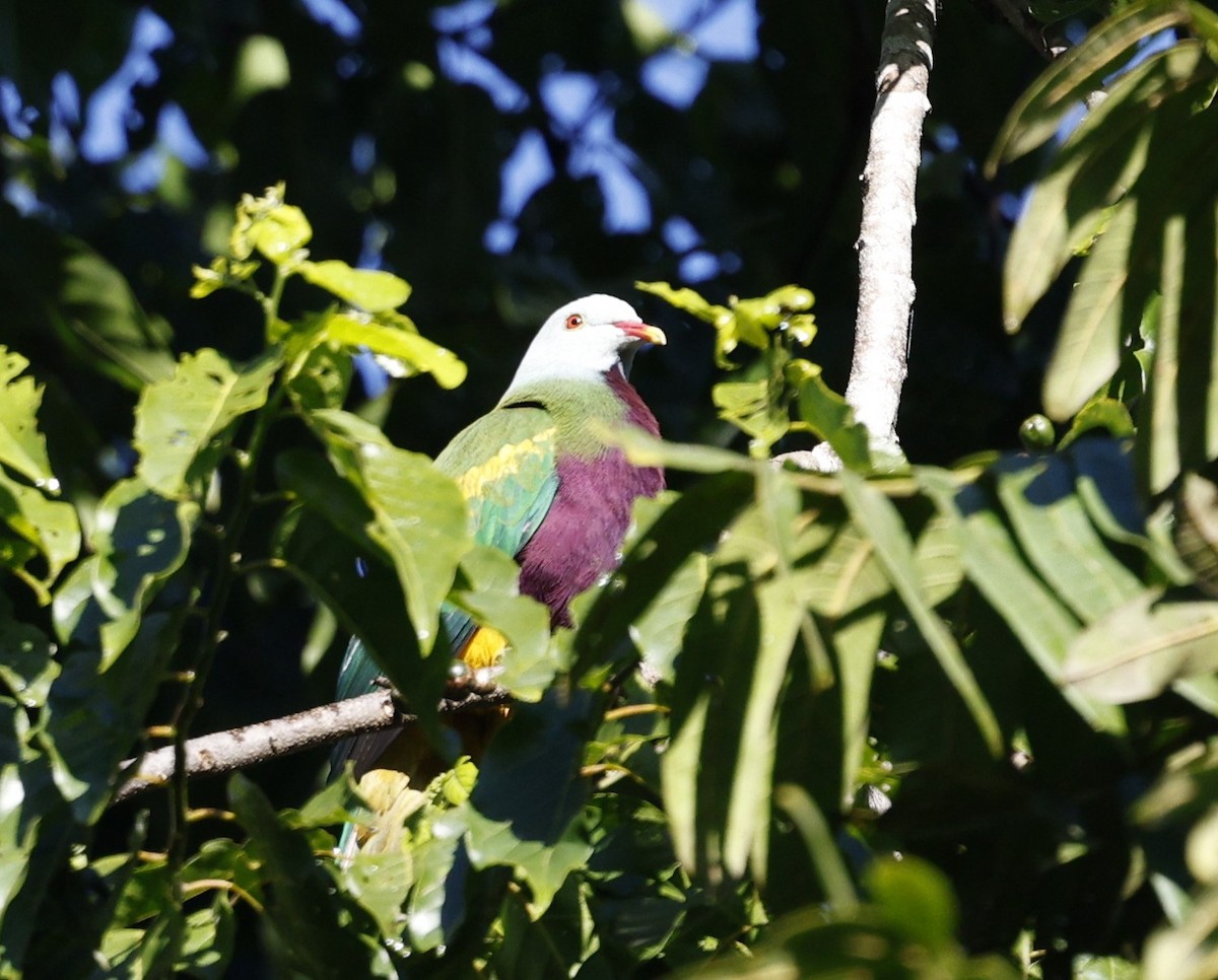 Wompoo Fruit-Dove - ML620510927