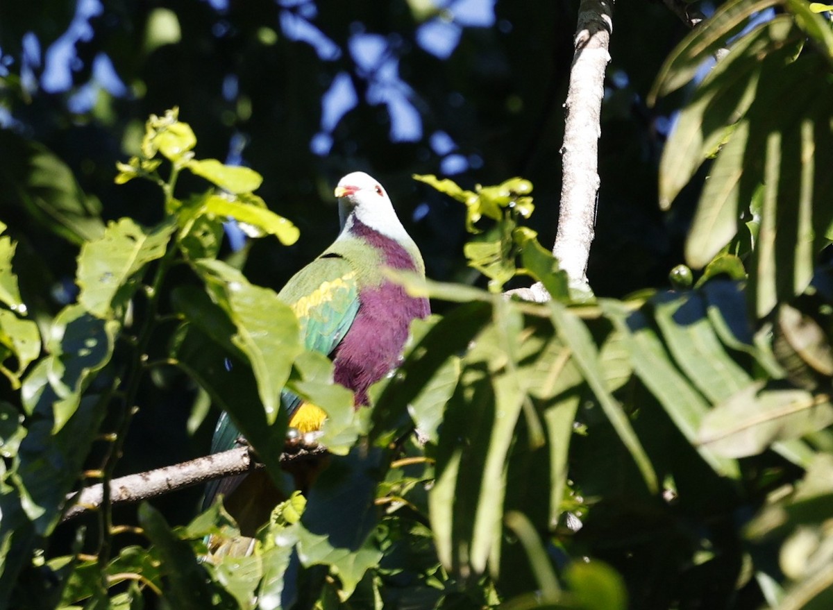 Wompoo Fruit-Dove - ML620510928