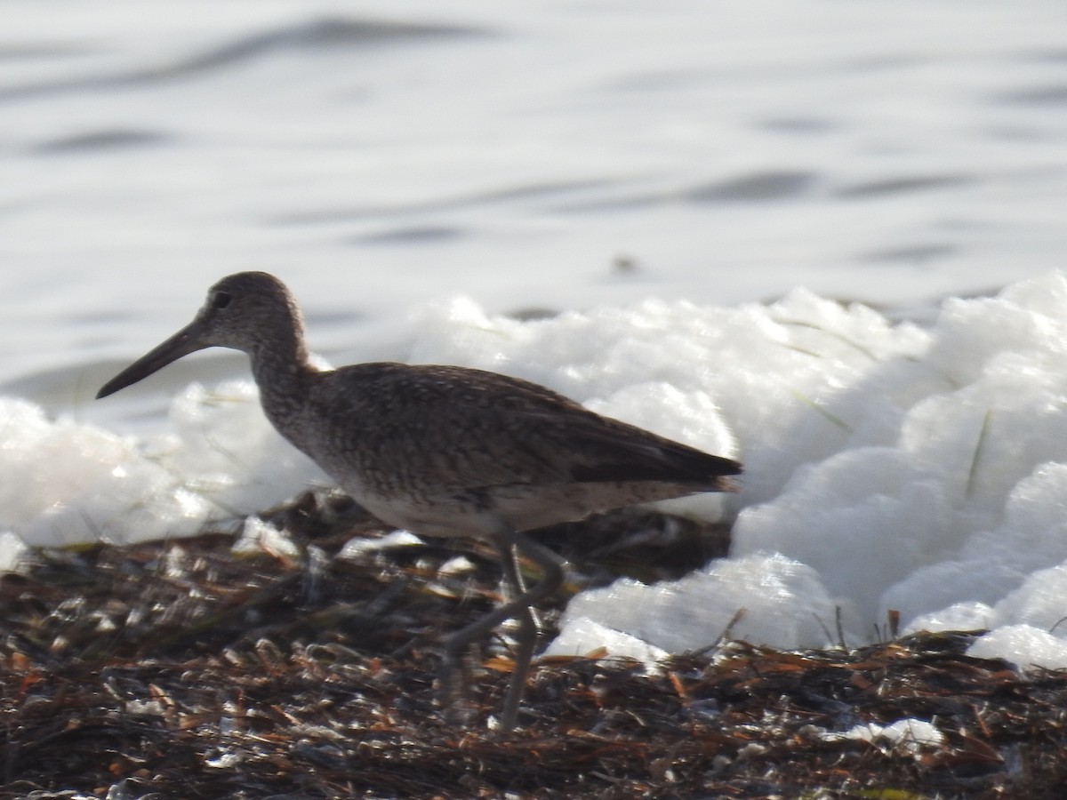 Willet - ML620510931