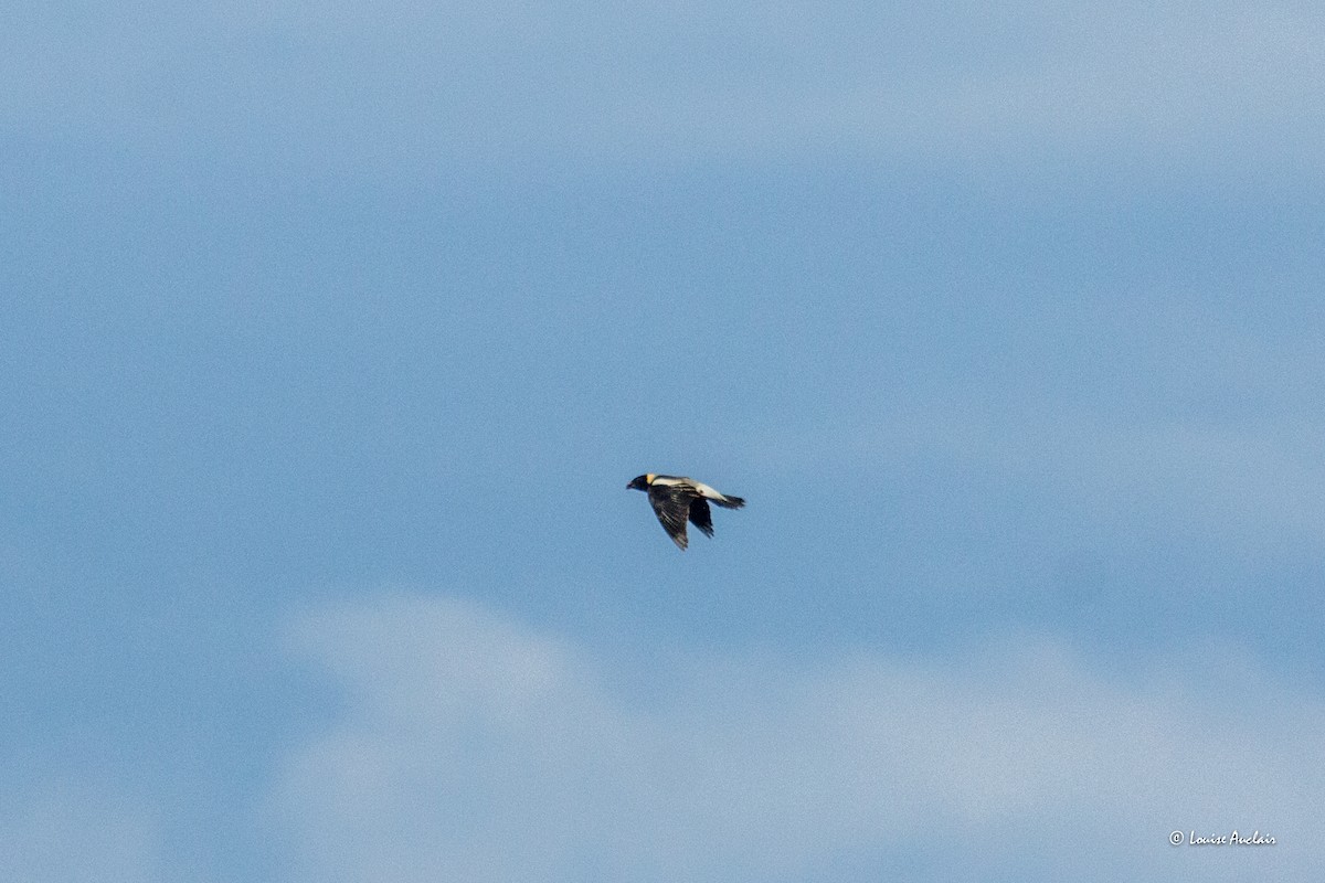 bobolink americký - ML620510932