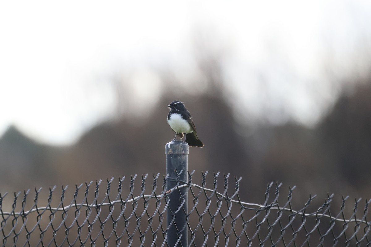 Willie-wagtail - ML620510936