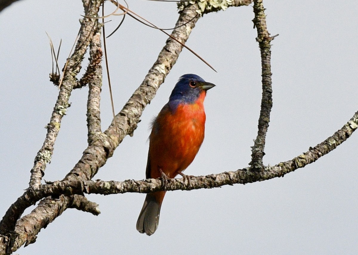 Painted Bunting - ML620510938