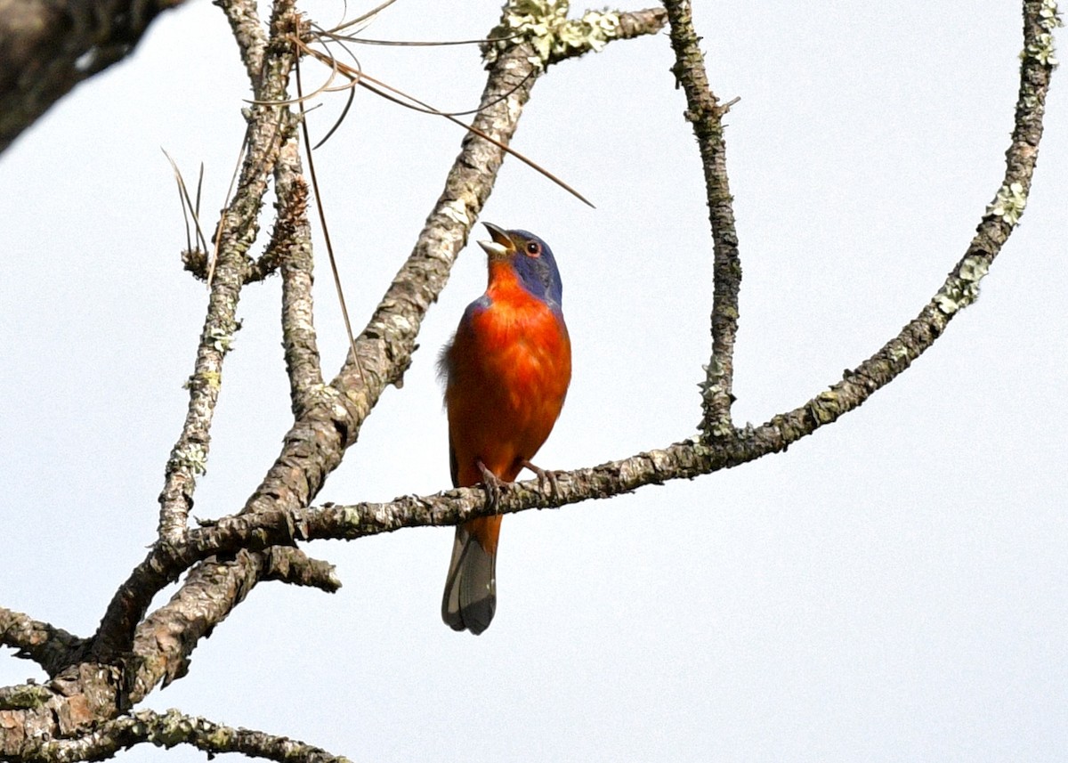 Painted Bunting - ML620510939