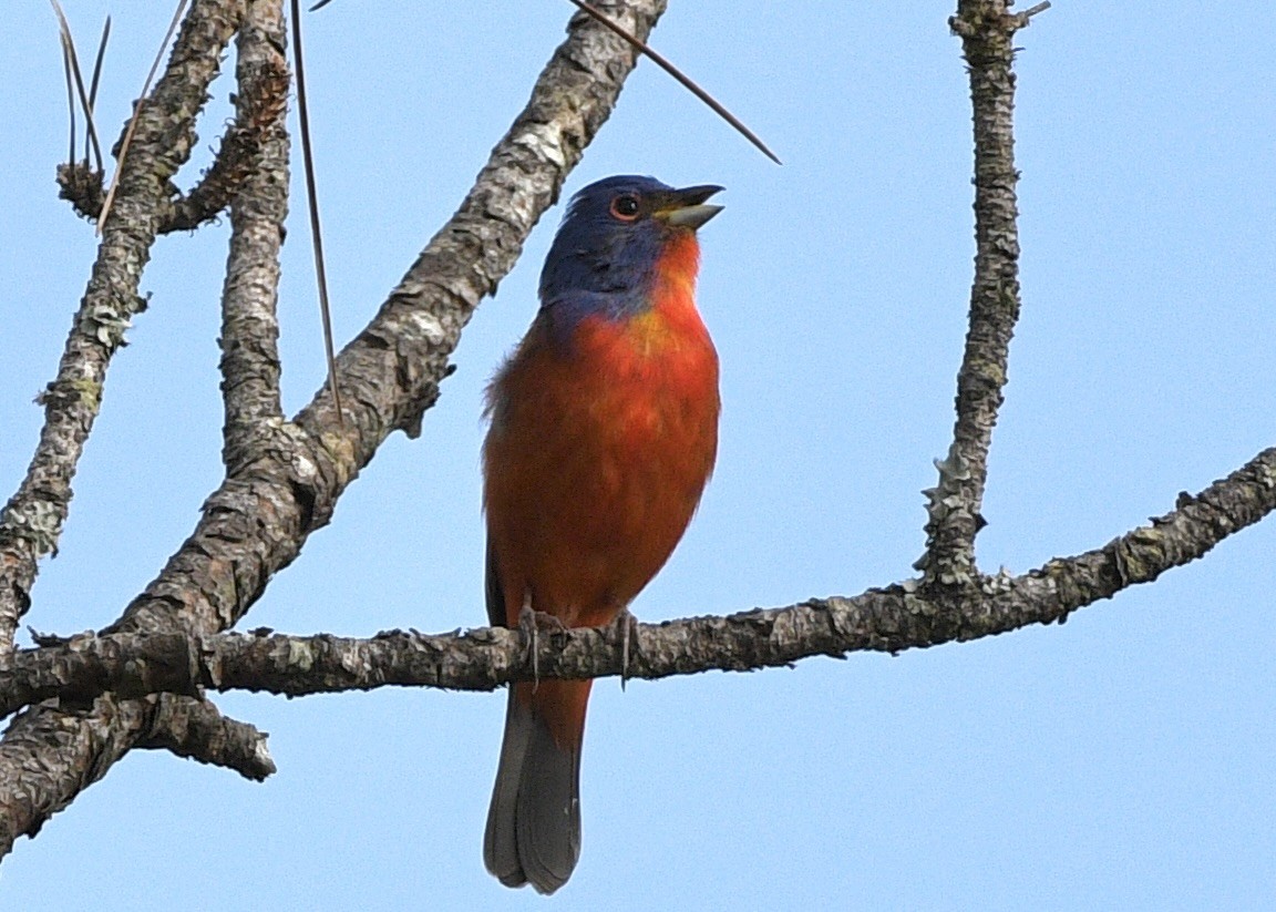 Painted Bunting - ML620510940