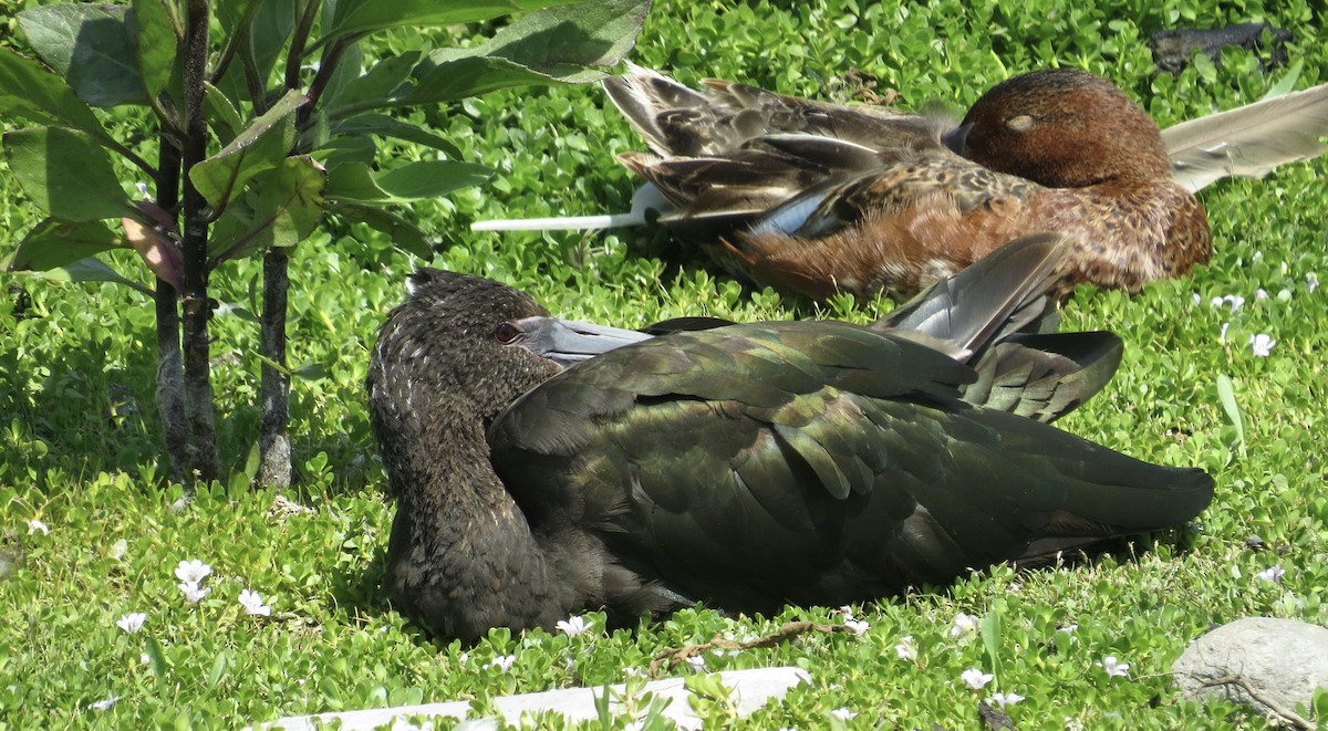 White-faced Ibis - ML620510941