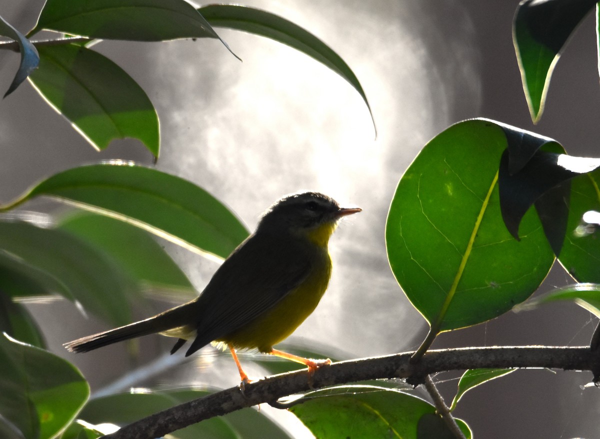 Golden-crowned Warbler - ML620510943