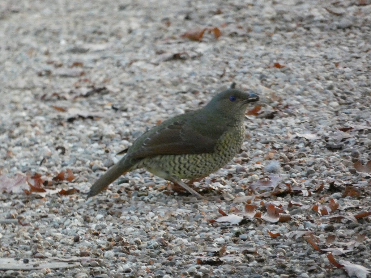 Satin Bowerbird - ML620510946