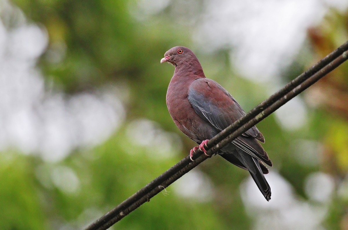 Pigeon à bec rouge - ML620510953