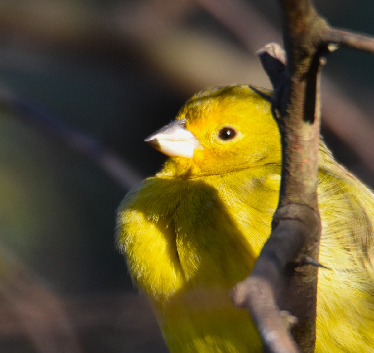 Saffron Finch - ML620510960