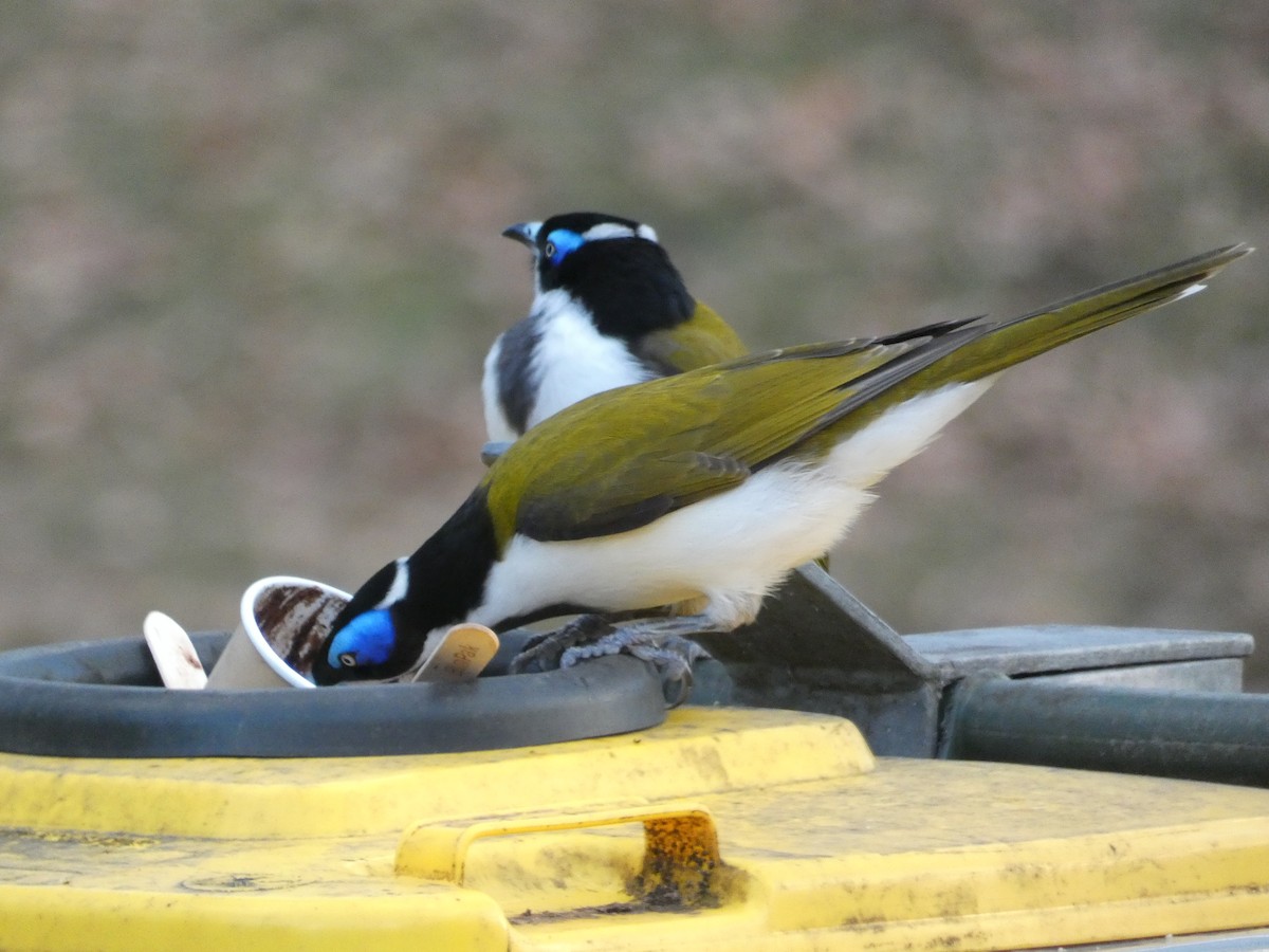 Blue-faced Honeyeater - ML620510962