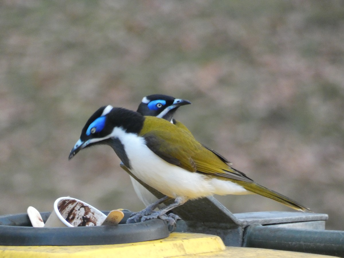 Blue-faced Honeyeater - ML620510963