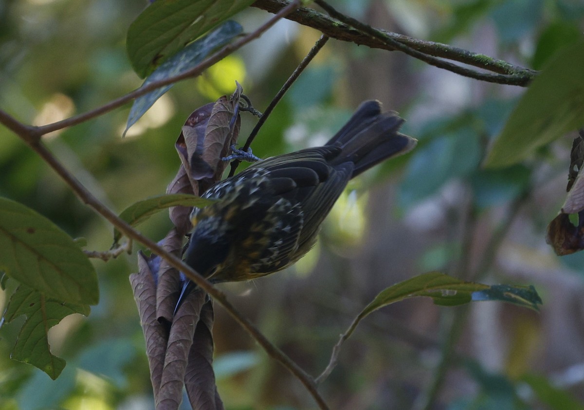 Macleay's Honeyeater - ML620510965