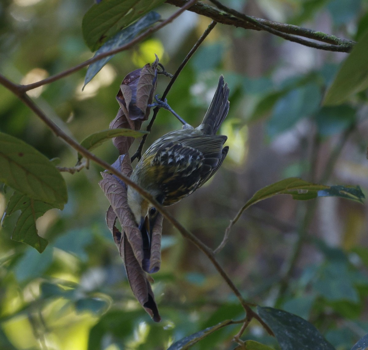 Macleay's Honeyeater - ML620510966