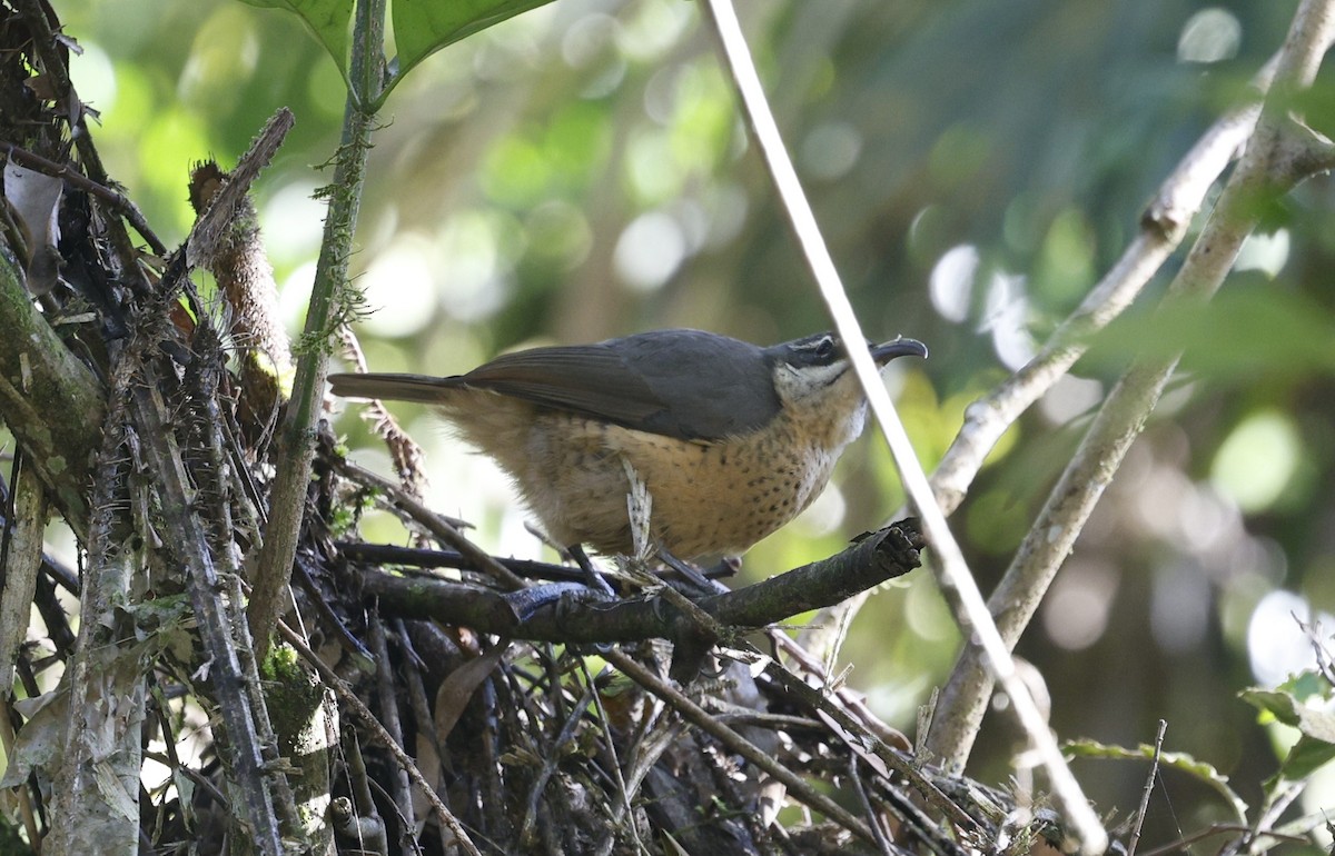 Macleay's Honeyeater - ML620510967