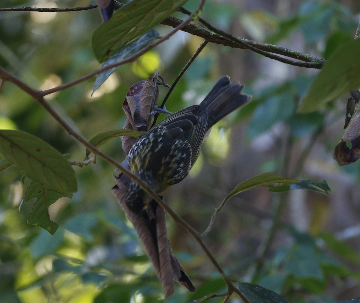 Macleay's Honeyeater - ML620510968