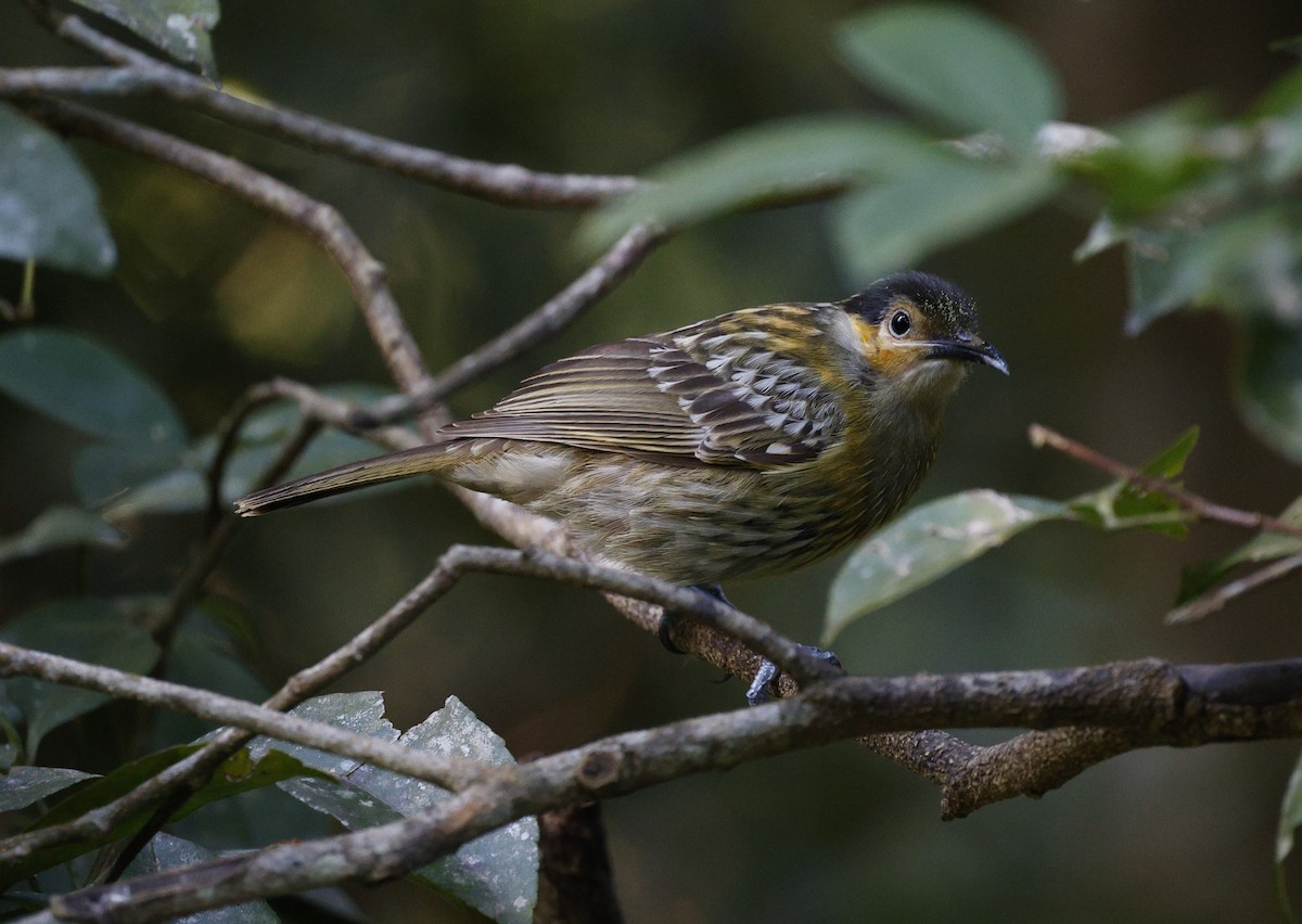 Macleay's Honeyeater - ML620510970