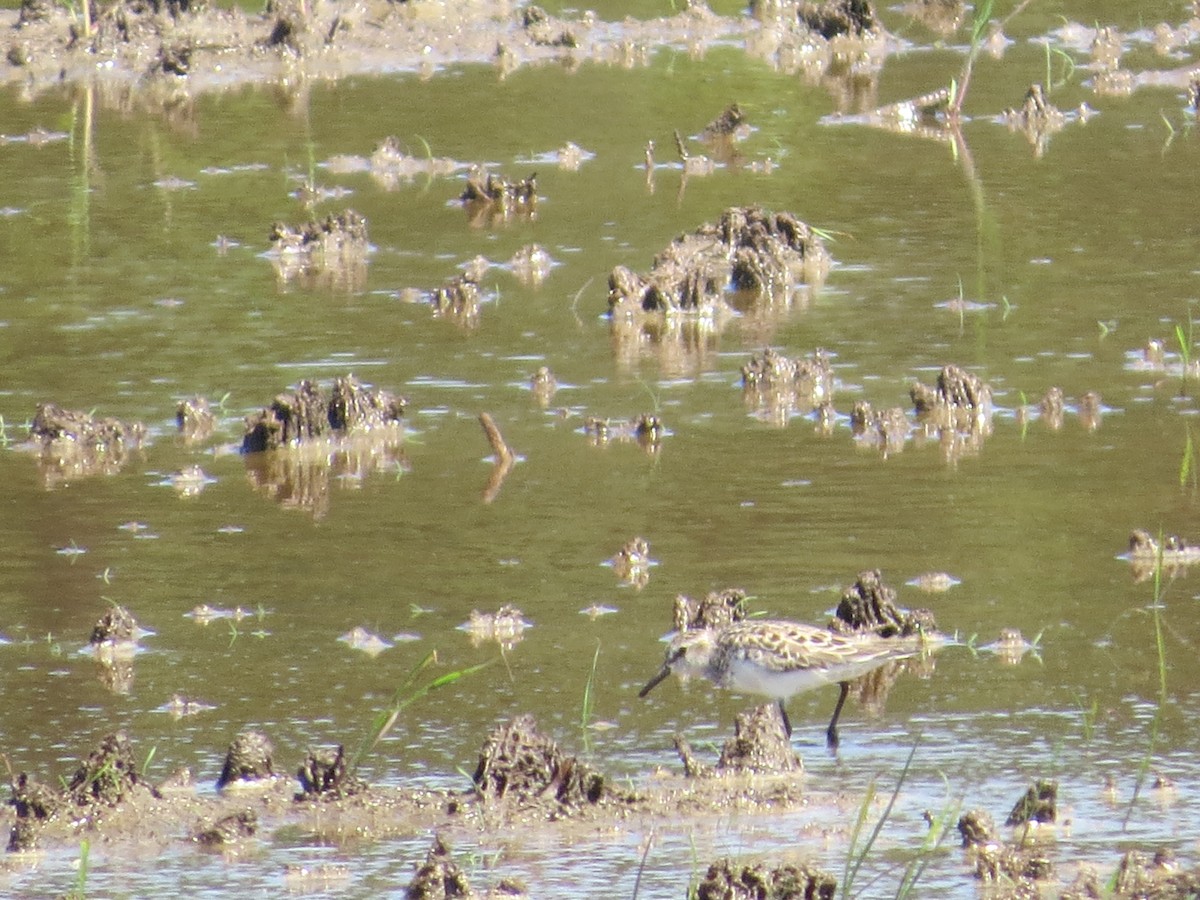 Semipalmated Sandpiper - ML620510971