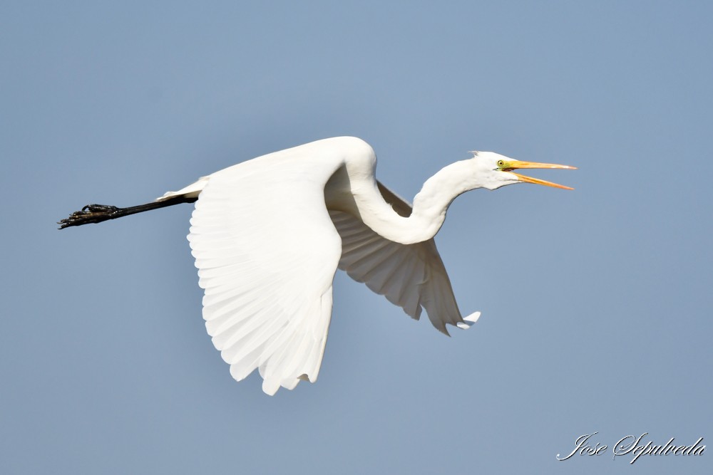 Great Egret - ML620510973