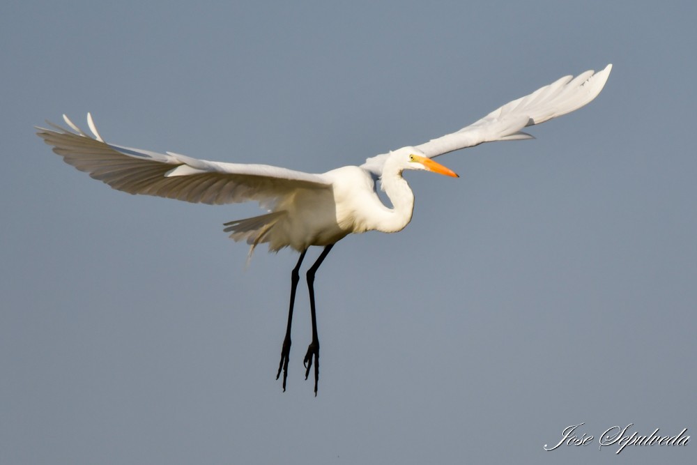 Great Egret - ML620510974