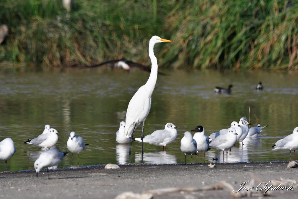 Great Egret - ML620510975