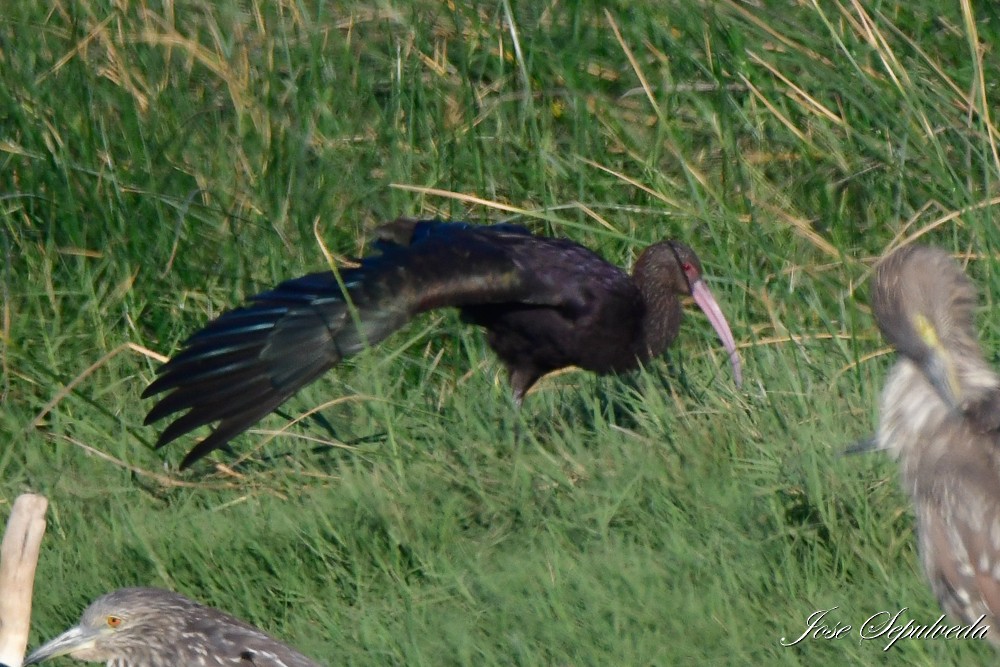 ibis andský - ML620510985