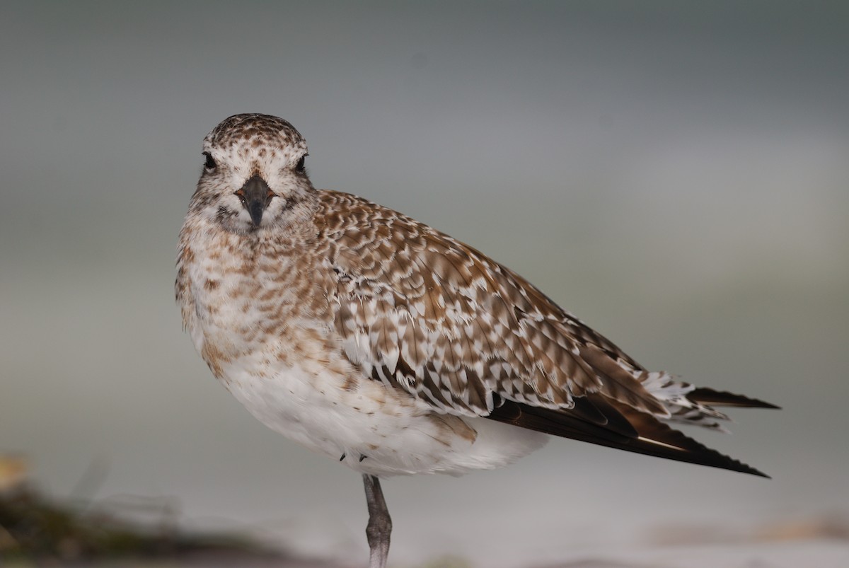 Black-bellied Plover - ML620510991