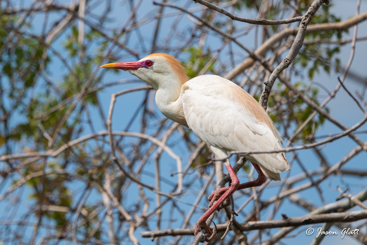 Western Cattle Egret - ML620510995