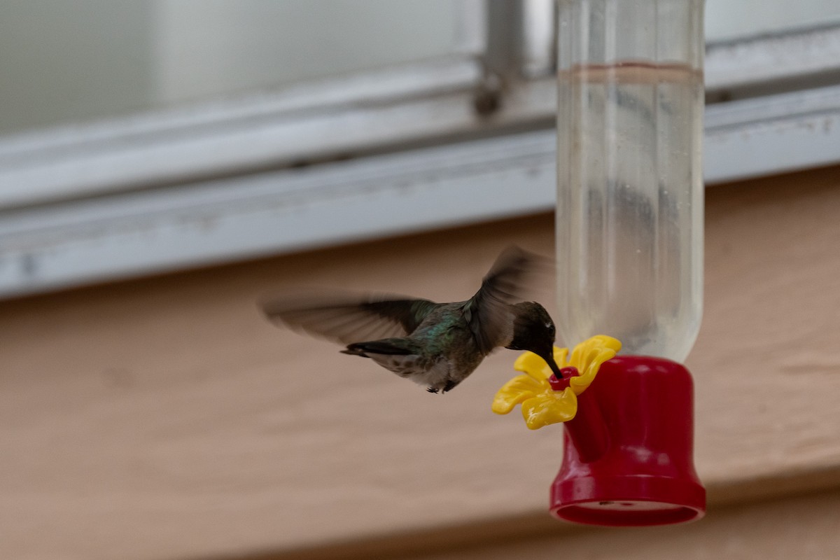 Black-chinned Hummingbird - ML620510996