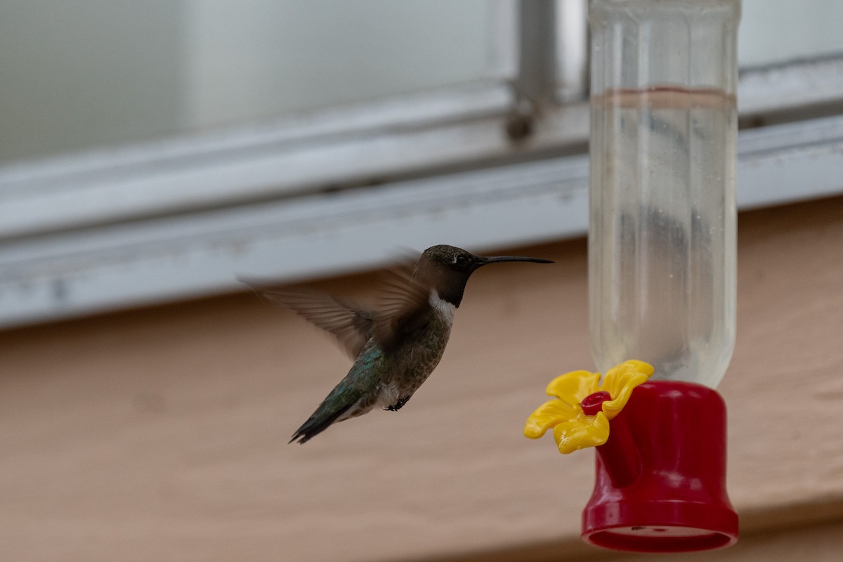 Black-chinned Hummingbird - ML620510998