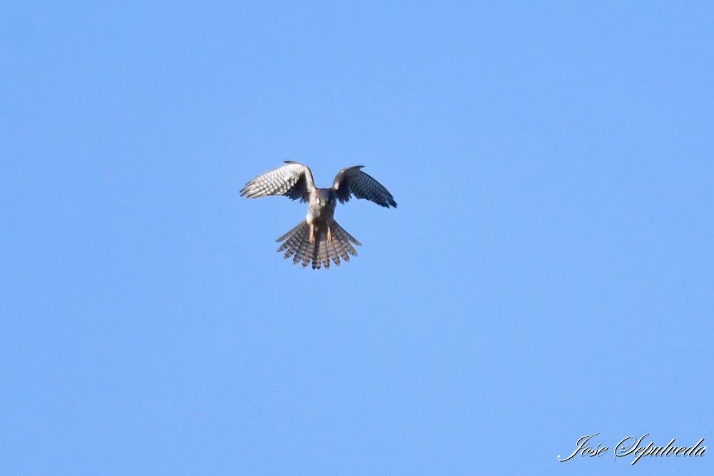 American Kestrel - ML620510999