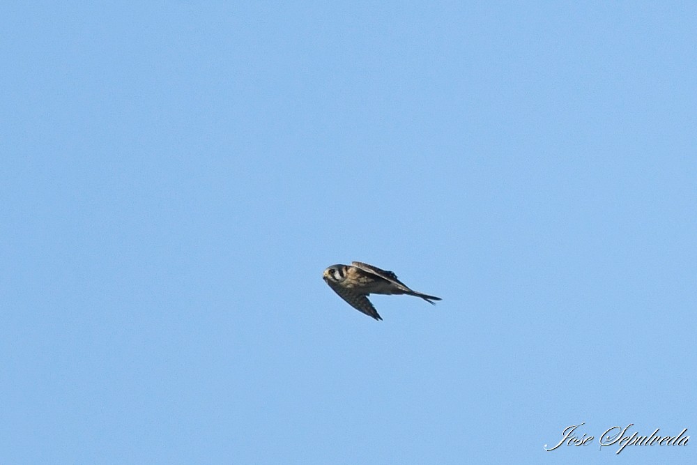 American Kestrel - ML620511000