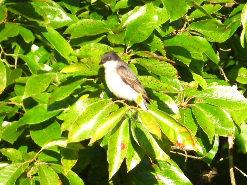 Eastern Kingbird - ML620511001