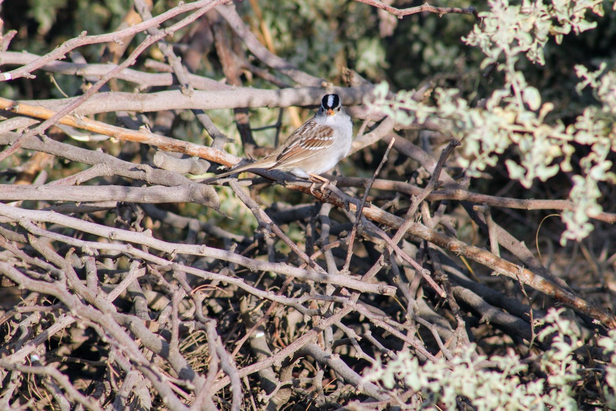 White-crowned Sparrow - ML620511003