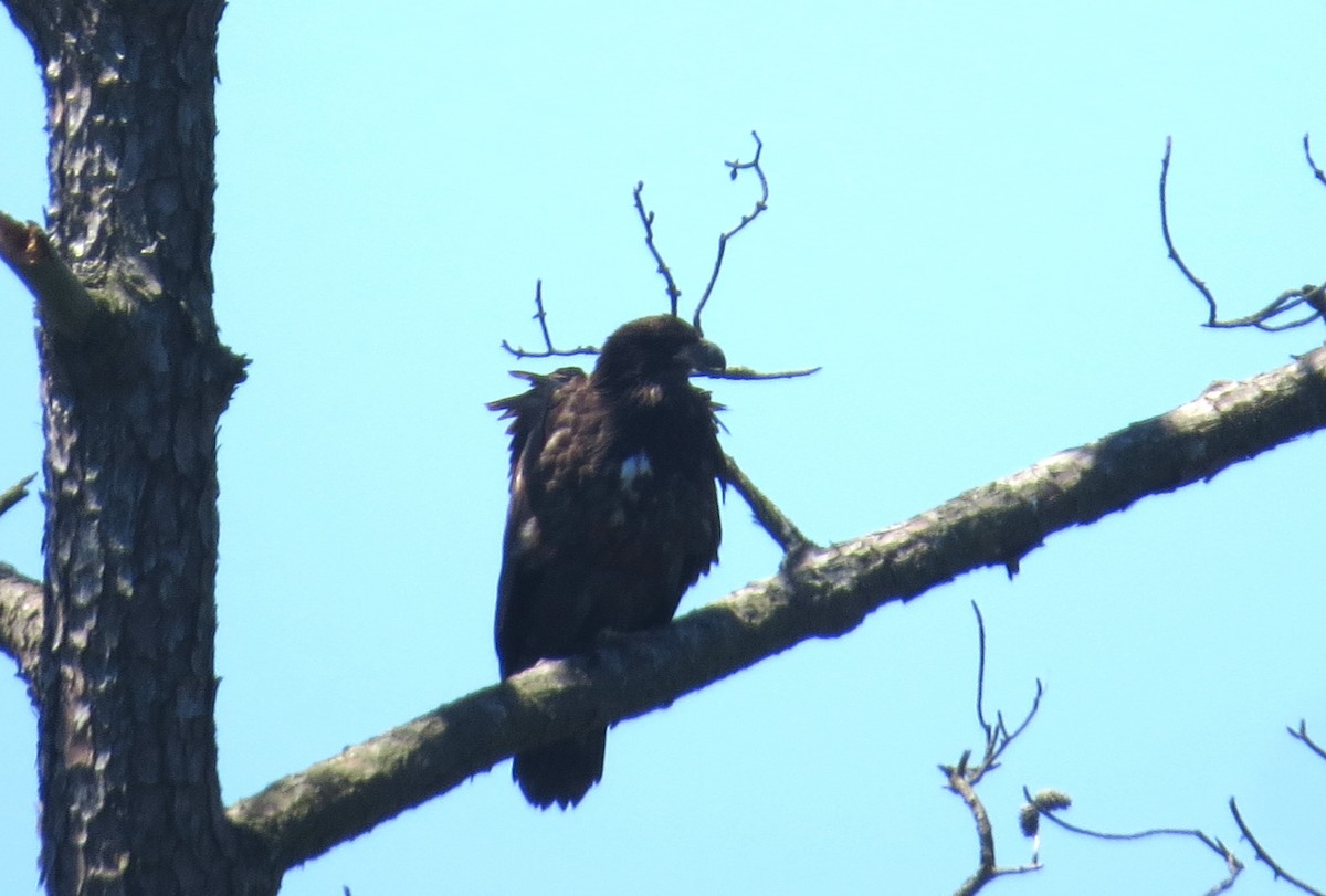 Bald Eagle - ML620511008