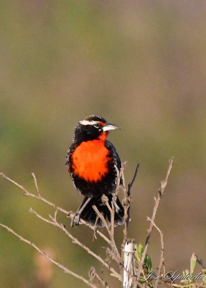 Peruvian Meadowlark - ML620511009