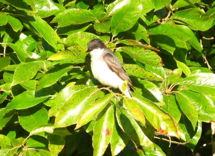 Eastern Kingbird - ML620511010